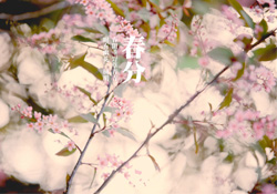 春分是春天的開始嗎？春分是春天來的意思嗎？