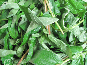清明菜是什么菜？清明菜是艾草嗎？