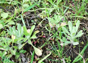 清明菜是什么菜？清明菜是艾草嗎？