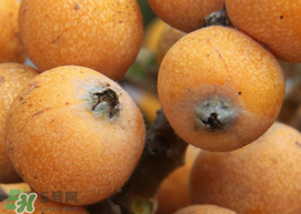 枇杷什么時(shí)候成熟？枇杷什么時(shí)候上市？