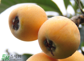 枇杷什么時(shí)候成熟？枇杷什么時(shí)候上市？