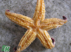 海星怎么吃？海星能吃嗎？