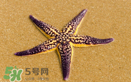 海星怎么吃？海星能吃嗎？