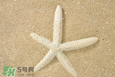 海星怎么吃？海星能吃嗎？