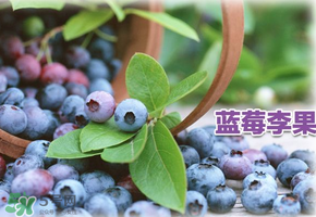 藍(lán)莓李果是假的嗎？火車上的藍(lán)莓李果是真的嗎？