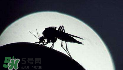 蚊蟲叮咬會傳播艾滋病嗎？蚊蟲會傳染乙肝嗎？