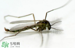蚊蟲叮咬會傳播艾滋病嗎？蚊蟲會傳染乙肝嗎？