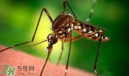 什么防蚊效果好？嬰兒用什么防蚊？