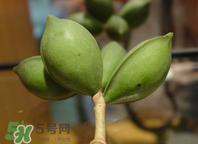 檳榔為什么會上癮？檳榔上癮怎么戒？