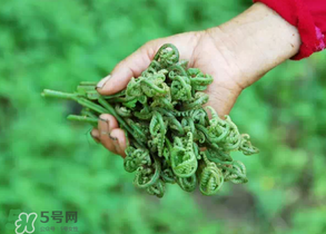 糖尿病能吃蕨菜嗎？糖尿病可以吃蕨菜嗎？