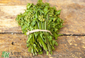 糖尿病能吃蕨菜嗎？糖尿病可以吃蕨菜嗎？