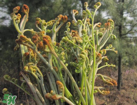 糖尿病能吃蕨菜嗎？糖尿病可以吃蕨菜嗎？