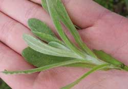 清明菜怎么做好吃？清明菜怎么做止咳？