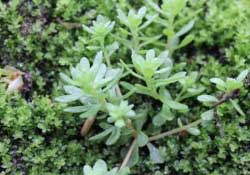 清明菜是什么菜？清明菜是艾草嗎？