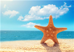 海星怎么吃？海星能吃嗎？