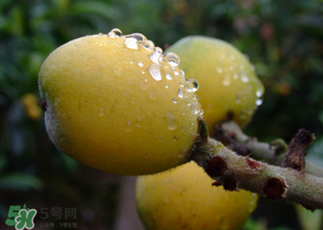 糖尿病能吃枇杷嗎？糖尿病人能吃枇杷嗎？