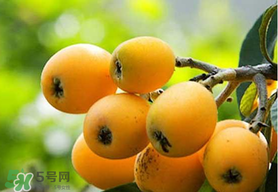 寶寶感冒可以吃枇杷嗎？寶寶感冒能吃枇杷嗎？
