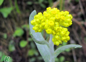 清明菜開(kāi)花了能不能吃？清明菜怎么吃？