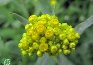 清明菜開(kāi)花了能不能吃？清明菜怎么吃？