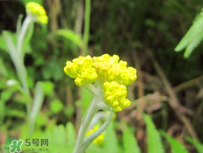 清明菜開(kāi)花了能不能吃？清明菜怎么吃？