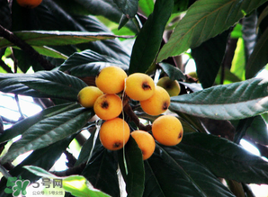 枇杷樹幾年結(jié)果？枇杷樹為什么不結(jié)果？