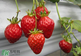 枇杷和草莓能一起吃嗎？枇杷能和草莓能一起吃嗎？