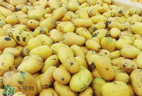 芒果爛了一點能吃嗎？芒果爛了一半還能吃嗎？