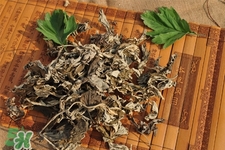 艾草能治療蕁麻疹嗎？艾草可以治療蕁麻疹嗎？