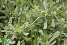 艾草能治療蕁麻疹嗎？艾草可以治療蕁麻疹嗎？