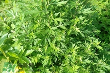 艾草可以治痛經(jīng)嗎？艾草能治月經(jīng)不調(diào)嗎？