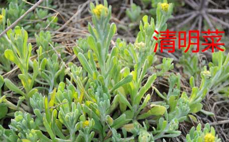 曲曲菜是苦菜嗎？曲曲菜和苦菜有什么區(qū)別？