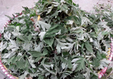 艾草可以治感冒嗎？艾草如何治療感冒？