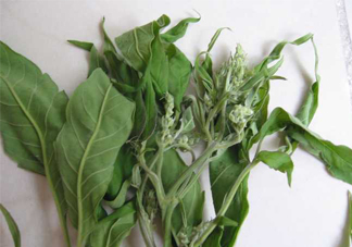 艾草可以治療宮寒嗎？艾草泡腳能治宮寒嗎？