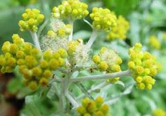 清明菜開花了能不能吃？清明菜怎么吃？