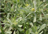 艾草能治療蕁麻疹嗎？艾草可以治療蕁麻疹嗎？