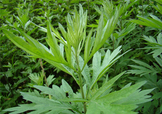 艾草可以治腳氣嗎？艾草泡腳能治腳氣嗎？