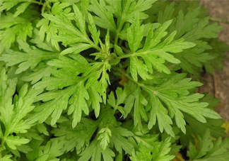 艾草吃了有什么好處？艾草吃多了會(huì)怎樣？