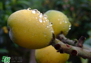 枇杷可以和蔥一起煮嗎？蔥和枇杷葉一起煮可以喝嗎？