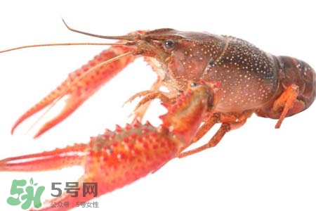 痛風(fēng)可以吃小龍蝦嗎？吃小龍蝦會(huì)引發(fā)痛風(fēng)嗎？