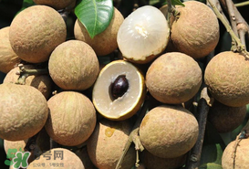 枇杷和龍眼能一起吃嗎？枇杷和桂圓能一起吃嗎？