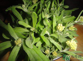 清明菜可以種植嗎？清明菜怎么種植？