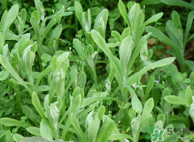 清明菜可以種植嗎？清明菜怎么種植？