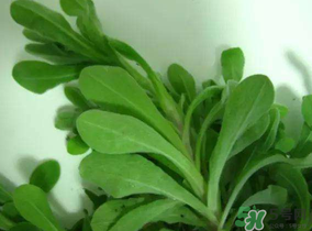清明菜可以降血壓嗎？清明菜能降血壓嗎？