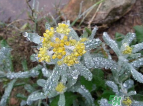 清明菜可以降血壓嗎？清明菜能降血壓嗎？