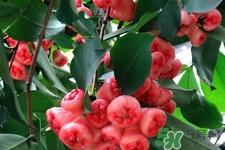 蓮霧熱量高嗎？一個(gè)蓮霧的熱量有多少？