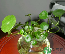 金錢草怎么養(yǎng)？金錢草好養(yǎng)嗎？