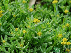 吃清明草有什么好處？清明草的功效與作用