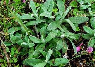 清明菜可以降血壓?jiǎn)?？清明菜能降血壓?jiǎn)幔?><p><strong>清明菜可以降血壓?jiǎn)?？清明菜能降血壓?jiǎn)幔?/strong></p></a></li> <li><a href=