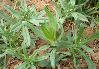 清明菜可以種植嗎？清明菜怎么種植？