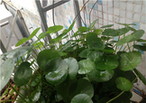 金錢草泡水喝的功效？金錢草有什么作用？